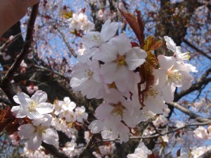 桜開花