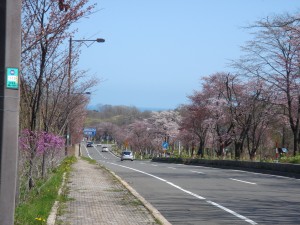 桜のトンネル