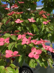 ピンク色のお花ヤマボウシ – 登別ゲートウェイセンター