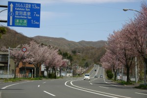 汐見坂の桜