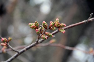 桜蕾