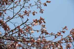 桜開花はじめ