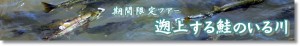 遡上する鮭のいる川