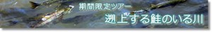 遡上する鮭のいる川